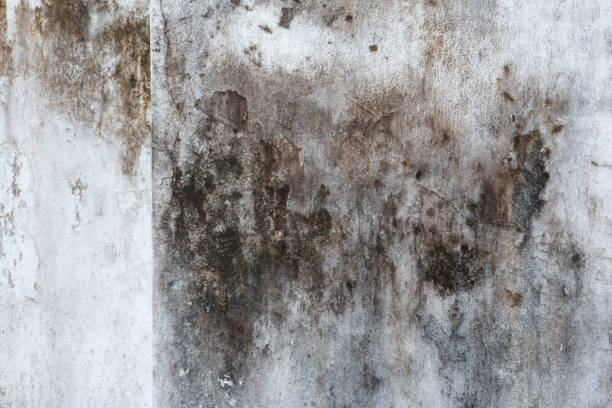 Best Water Damage & Mold Remediation  in Mapleton, MN