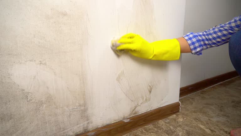 Professional Mold Removal in Mapleton, MN